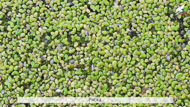 Царства живых организмов 5 класс