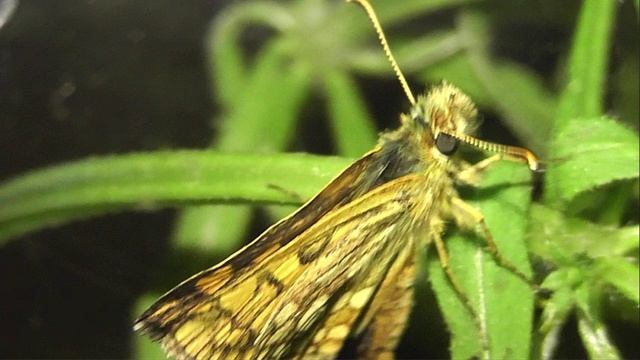 ИНСЕКТАРИЙ: 462. Толстоголовка Палемон (Carterocephalus Palaemon) 2V