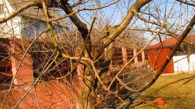 Как сделать 2-м дерево из 5 метрового. Продолжение обрезки алычи. #ВиталийОрех #Виталий7соток