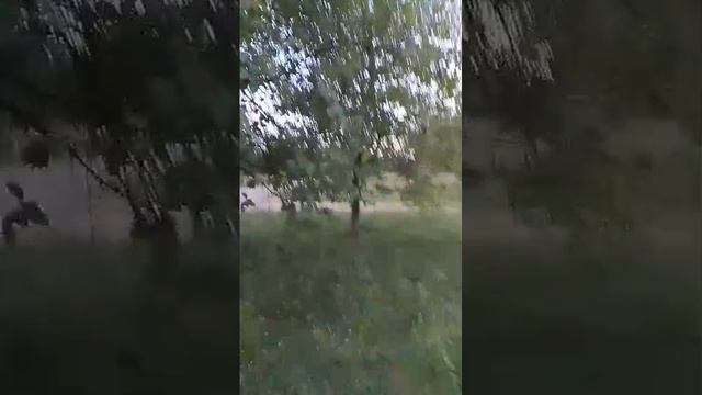 Лунная    лиана   №  1  от  21.04