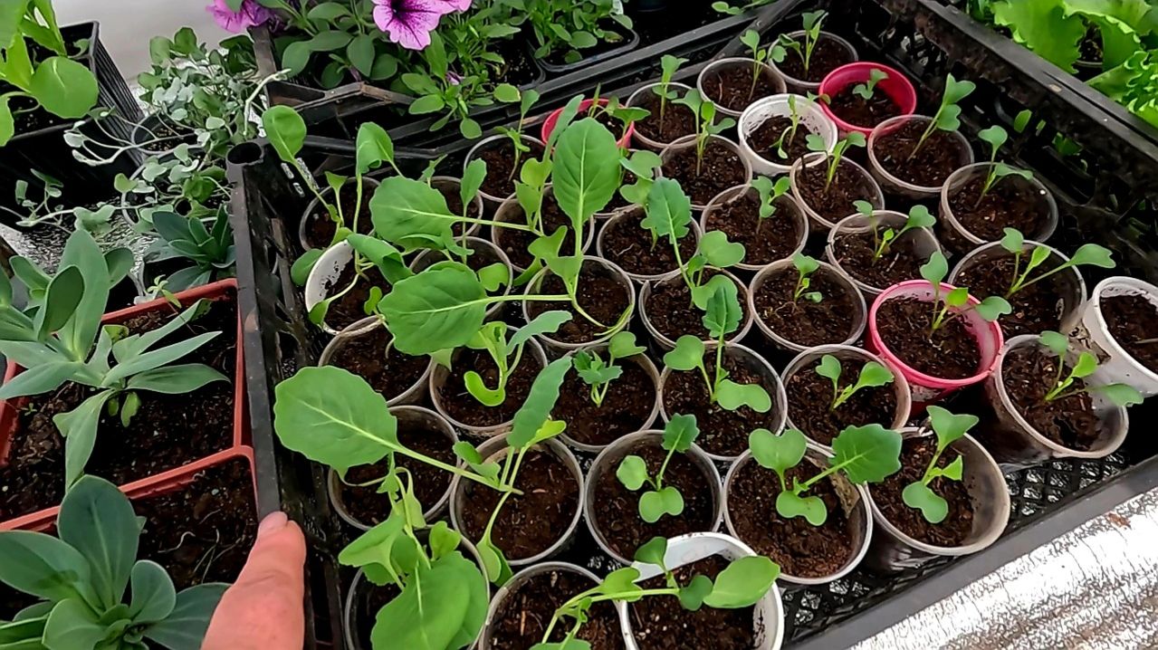 Что делать , если РАССАДА КАПУСТЫ ВЫТЯНУЛАСЬ!