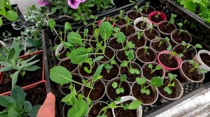 Что делать , если РАССАДА КАПУСТЫ ВЫТЯНУЛАСЬ!