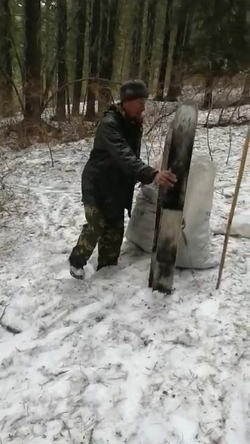 заготовка ореха весной.