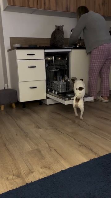 Video_2026-02-22_15-33-33