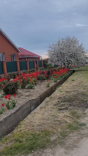 🏡 Кубань. Станица. Апрель.🌷🪻🥀