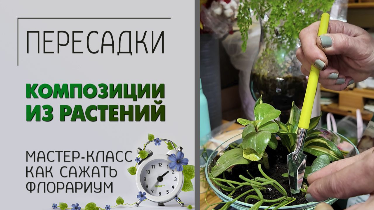 ПЕРЕСАДКИ: как сажать флорариум. Композиции из растений. Мастер-класс по пересадке.