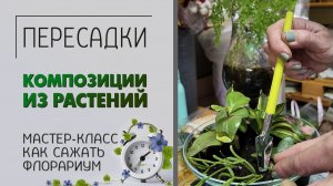 ПЕРЕСАДКИ: как сажать флорариум. Композиции из растений. Мастер-класс по пересадке.