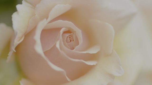 HDR‑калейдоскоп: цветы меняют краски под звуки историй