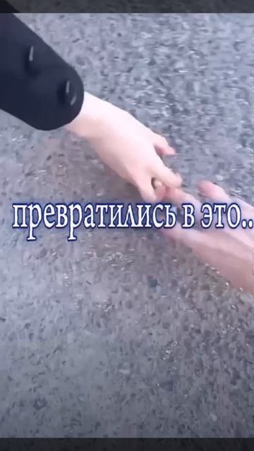 Хой дикошары