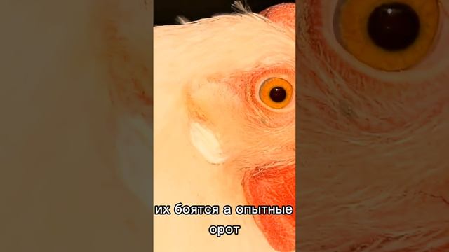 Леггорн #фермерство #куры #яйца #птицеводство #сельскоехозяйство #курятник #курыдома #домашнеехозяйс