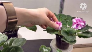 Видео ответы на ваши вопросы о продаже фиалок из города Новокузнецк