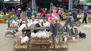 Использую грузовик, чтобы купить много кроликов и цыплят у фермера. Еду  на сельский рынок продавать