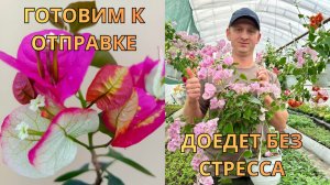 Готовим бугенвиллию к продаже: чтобы саженец был сильным и доехал без проблем!