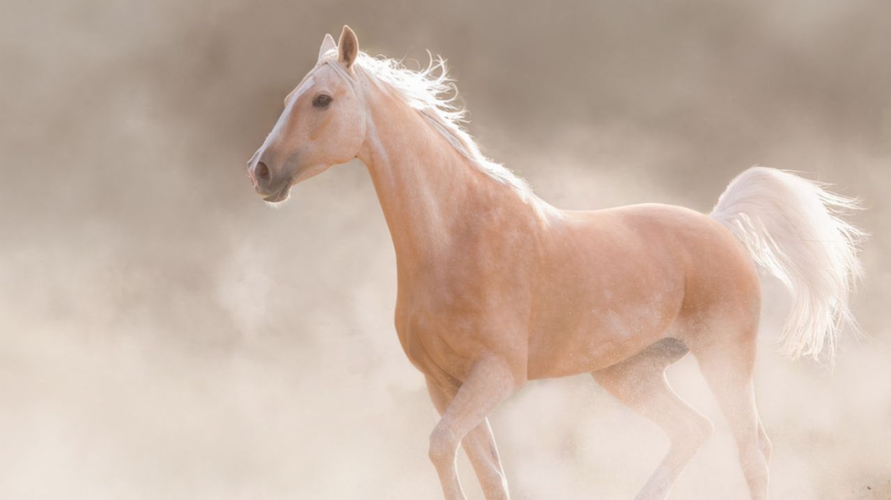 Самого красивого ахалтекинца года выберут в Туркменистане