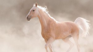 Самого красивого ахалтекинца года выберут в Туркменистане