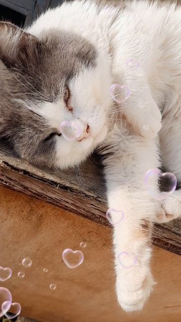 21. 04. 26  #котики 🐈