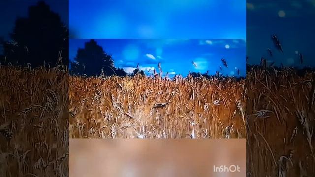 О, как хочется, хочется жить!