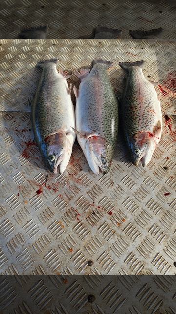 уловы рыбаков в Рыбин Гуде