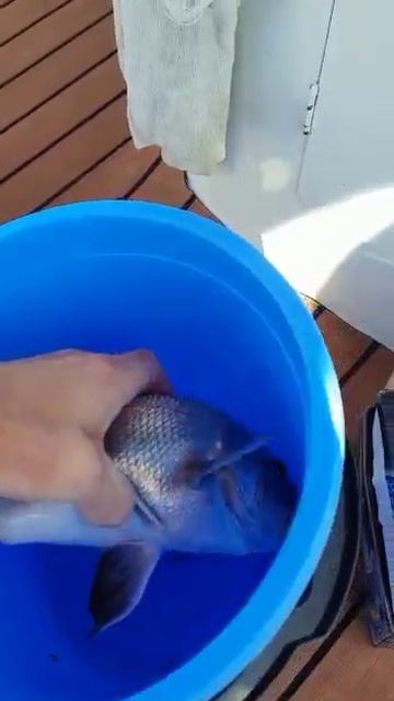 Рыбалка в Геленджике