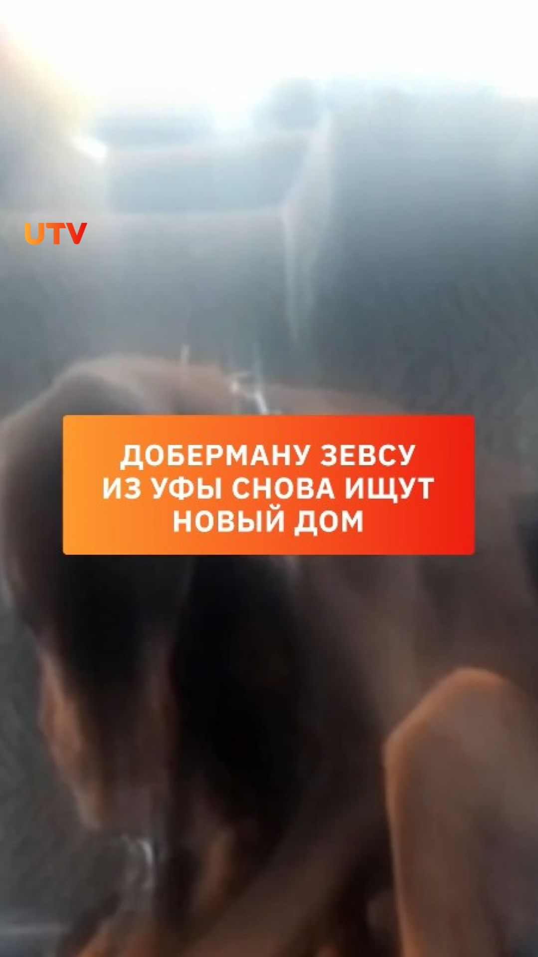 Доберману Зевсу из Уфы снова ищут новый дом