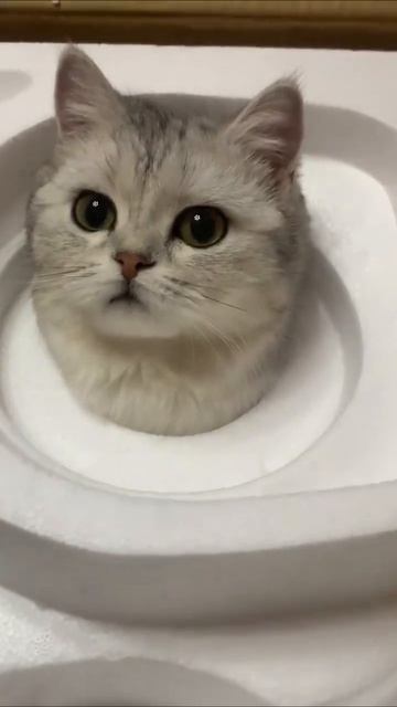 СМЕШНЫЕ КОТЫ 😺 2026 ЛУЧШИЕ ПРИКОЛЫ С КОТАМИ ,КОШКАМИ ,ЖИВОТНЫЕ,СМЕШНЫЕ ВИДЕО