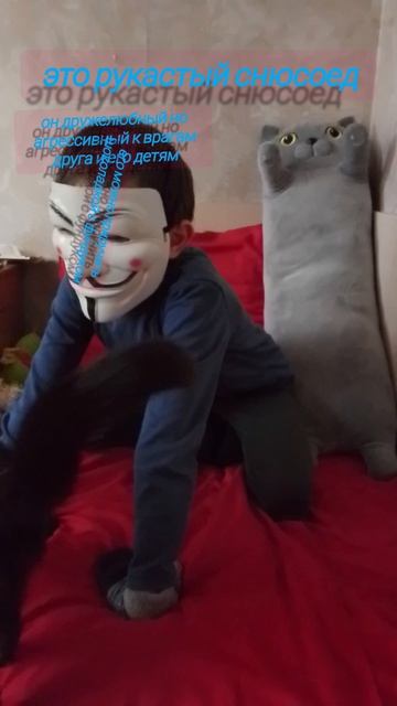 это рукастый снюсоед