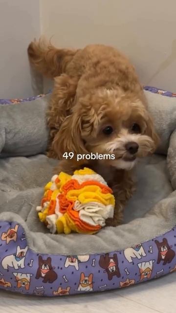 У собак нюх — главный канал восприятия.