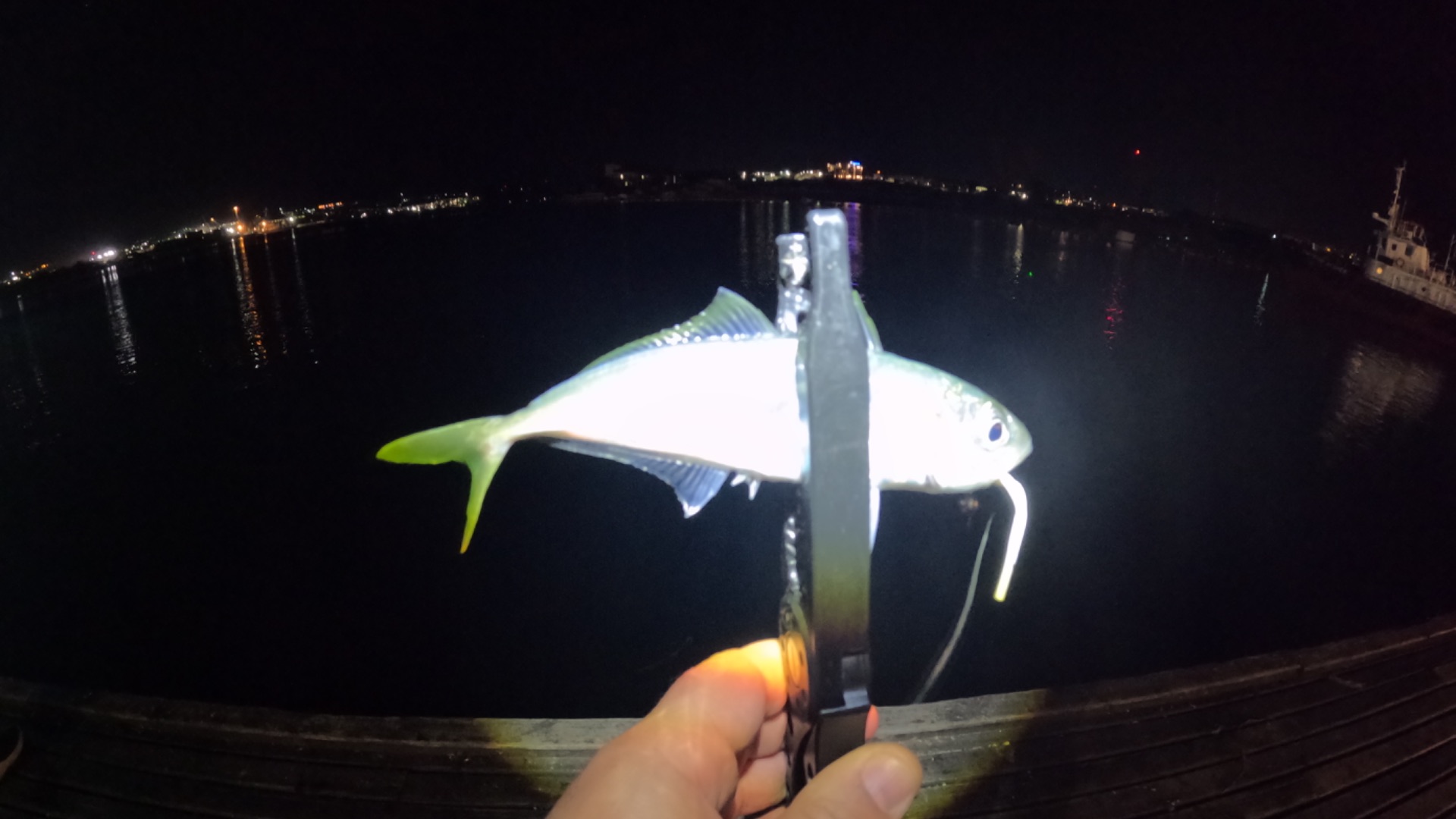 Рыбалка в Севастополе! Прямо в центре! Воздушная трефога и огромная ставрида...