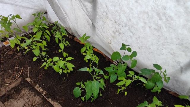 Погода не меняется ,пошла на риск посадила, 