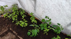 Погода не меняется ,пошла на риск посадила, " Саньку."