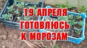 19 апреля. И снова готовлюсь к морозам. Начеренковала хризантему
