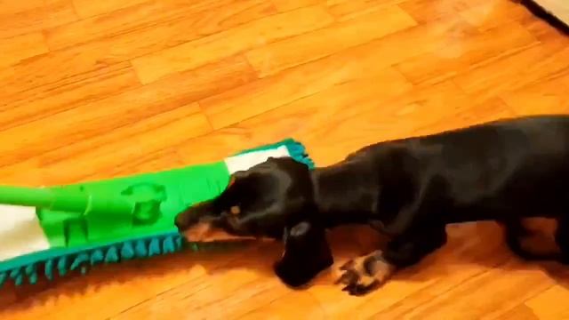 Буська моет полы😍🐱✨