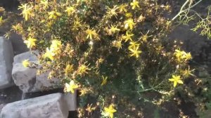 Выращивание зверобоя из семян