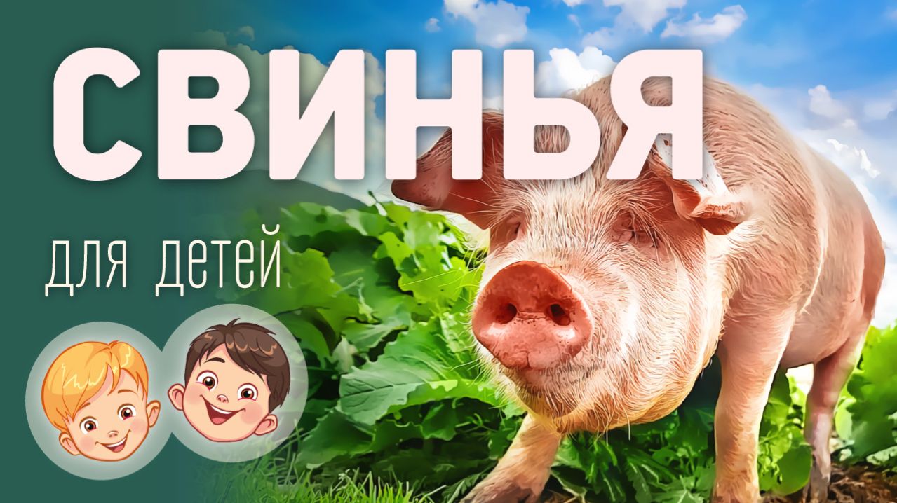 Свинья. Видео про животных для детей 3+