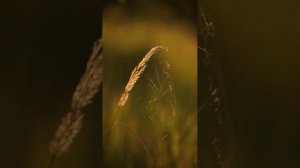 Уходят года