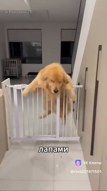 The Golden Retriever 🦮