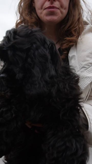 Арчи ищет семью