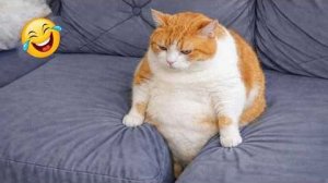 Приколы с животными🤗 Смешные видео про животных 🤗СМЕШНОЕ ВИДЕО😍 Наши любимые смешные животные