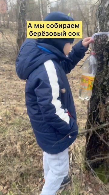 А мы собираем березовый сок