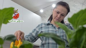 УЮТНЫЕ ВЫХОДНЫЕ: БРИЗОЛЬ ПО СЕМЕЙНОМУ РЕЦЕПТУ, ЦВЕТЫ - ВСЁ С ПУШИСТЫМИ ПОМОЩНИКАМИ