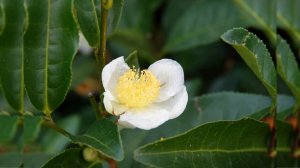 МАЦЕСТА-ЧАЙ. ЗЕЛЁНАЯ ЦВЕТУЩАЯ ПЛАНТАЦИЯ. СОЧИ 2025. ФОТОДНЕВНИК Ч. 19. ФОТО СЛАЙД-ШОУ. 24.11.2025.