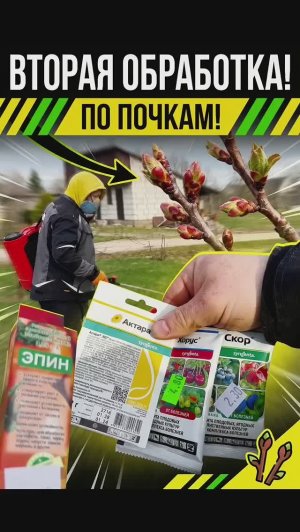 Самая важная обработка сада «по почкам». Рецепт баковой смеси для новичка.