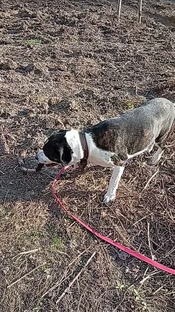 Лоджи # Шереметьевский приют # собаки в дар