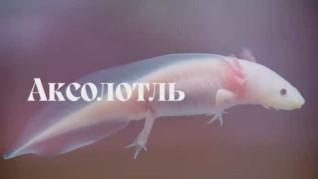 Между прочим. Гады. Саламандры