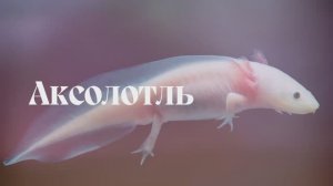 Между прочим. Гады. Саламандры