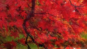 Francois Couperin 1668-1733 - Les Baricades Misterieuses Miguel Serdoura 11c Baroque lute