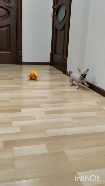 щенок чихуахуа в продаже