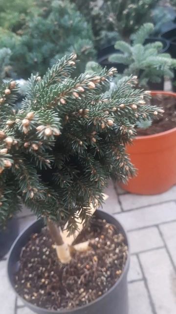 ❤🌲Ель восточная спринг гров на штамбе
✔Продажа растений в макс и телеграм канале: Https://t.me/love_