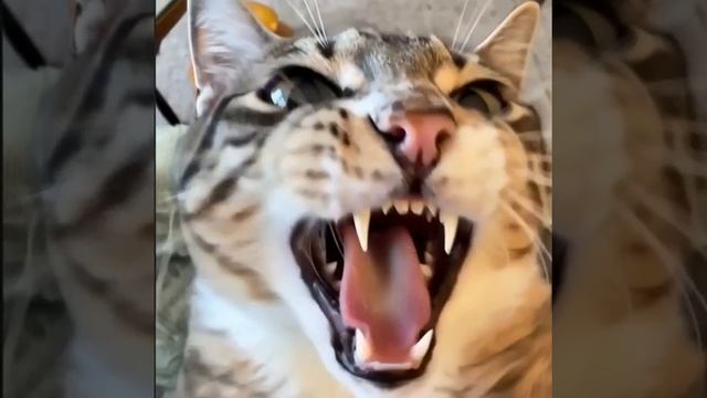 моё нейро 1 часть