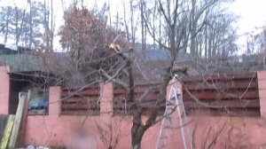 Укрощение алычи, обрезка раз в два года. #ВиталийОрех #Виталий7соток